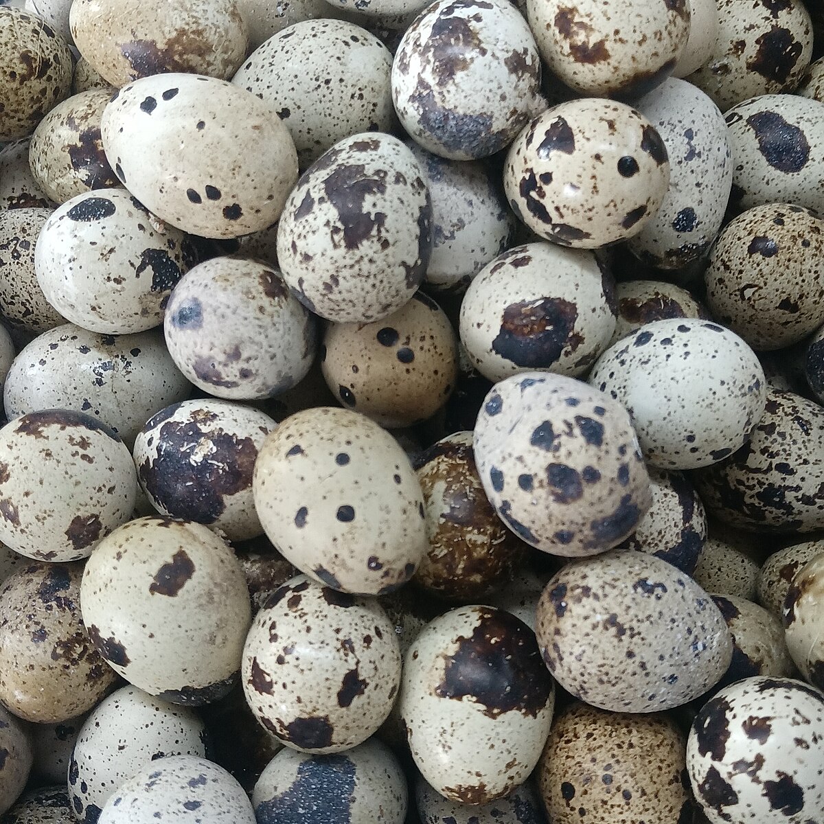 Vagtelæg med kryddermayonnaise