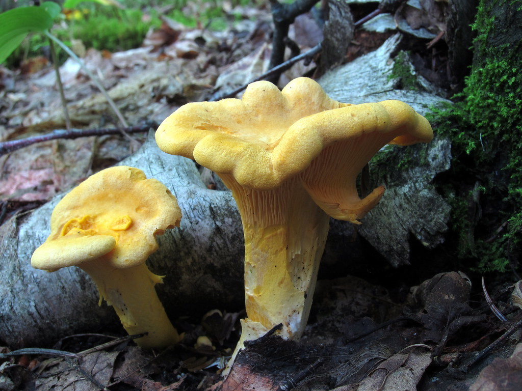 Kantareller I