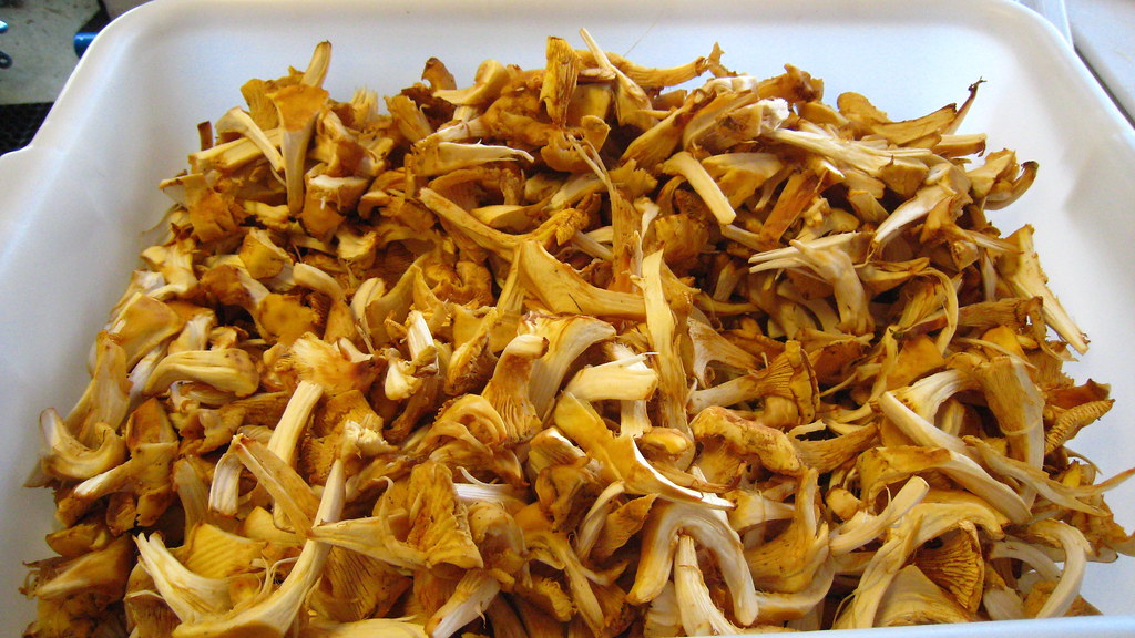 Kantareller II